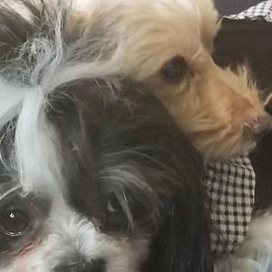 Meet your Posher, Hank